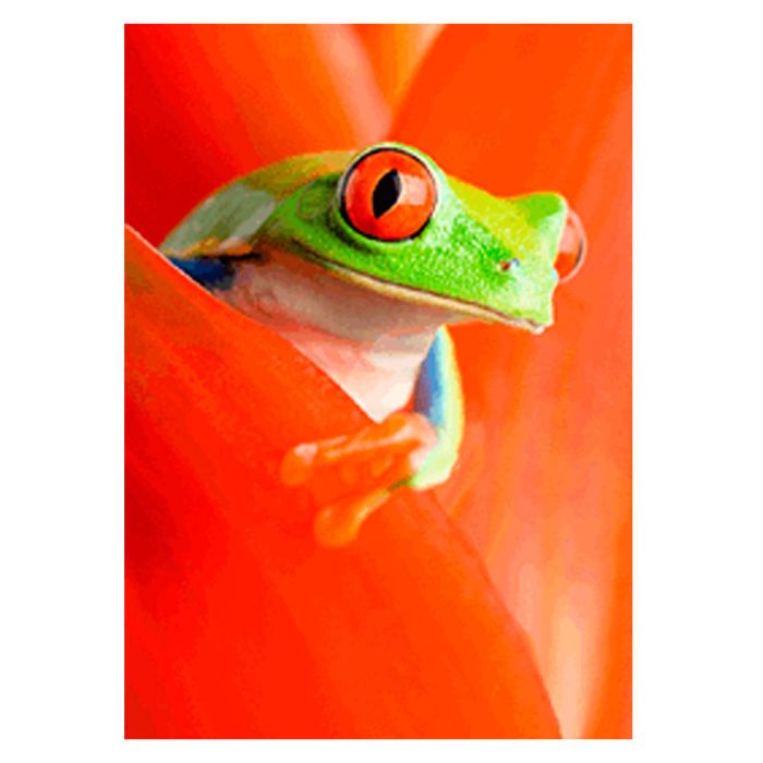 CARTE GRENOUILLE YEUX ROUGES 14,8X1