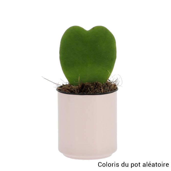 COEUR HOYA CANETTE RECYCLEE ASSORTI 4C