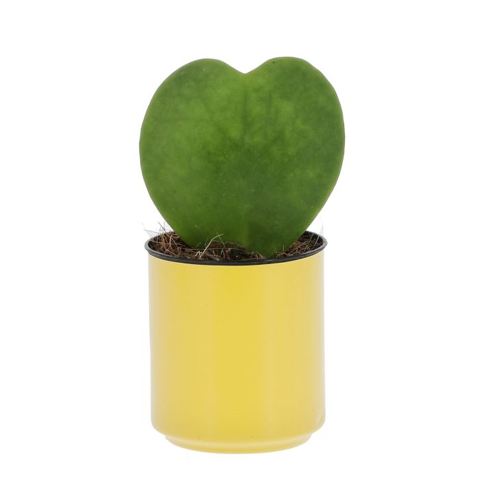 COEUR HOYA DANS CANETTE RECYCLEE JAUNE