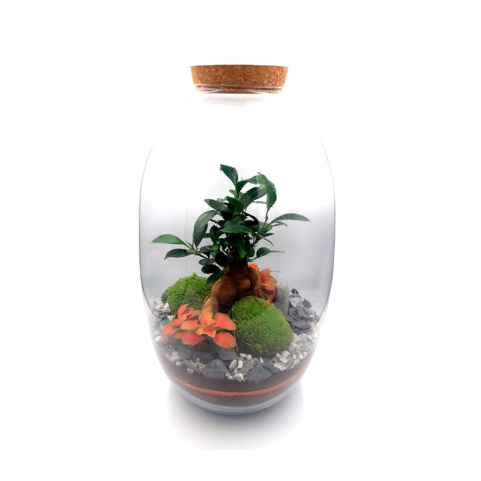 TERRARIUM KANOPE